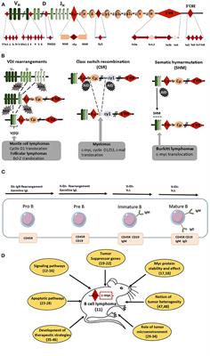 Mouse Models of c-myc Deregulation Driven by IgH Locus Enhancers as Models of B-Cell Lymphomagenesis